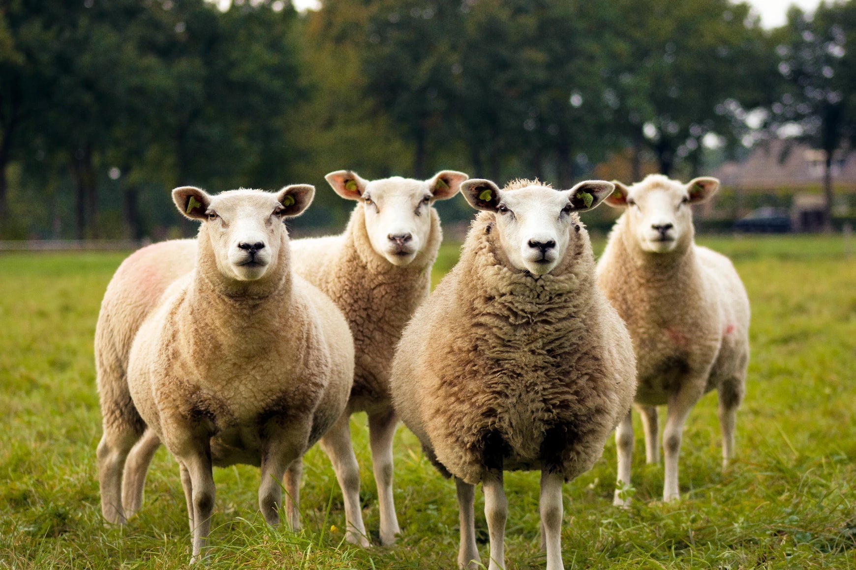 Heuraufe für Schafe - Weidetec