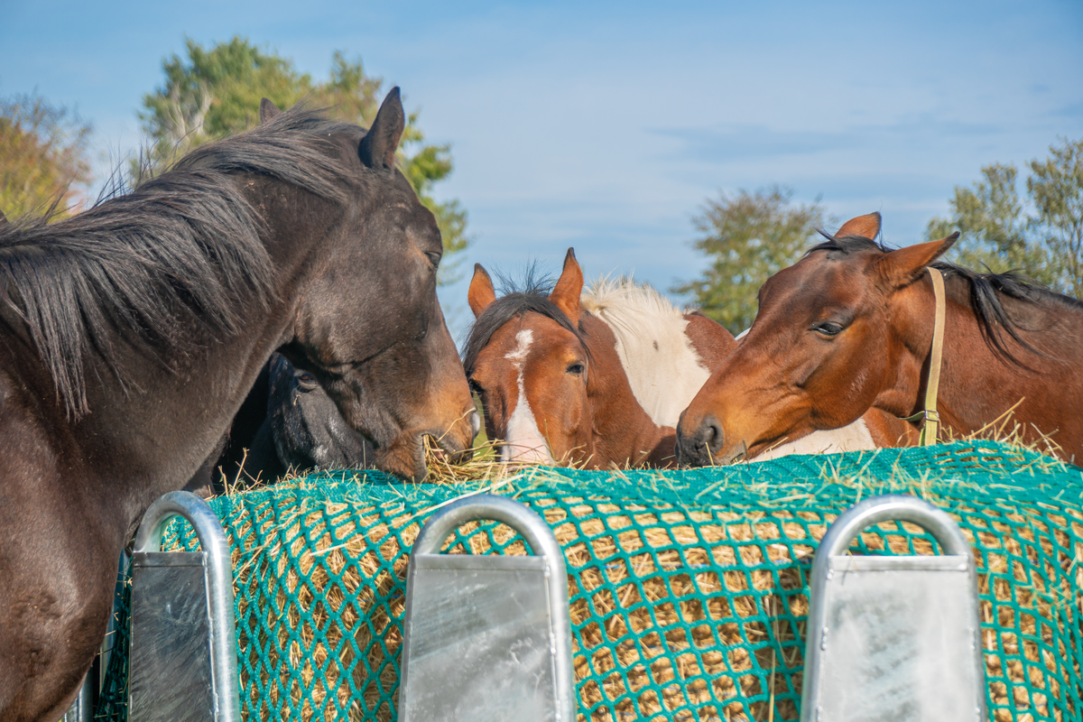 Round rack for horses