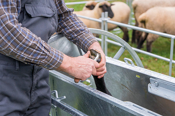 Reversible box for sheep, galvanized, including chassis