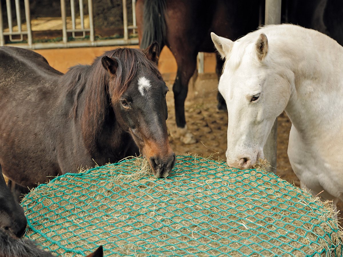 Heunetz für Rundballen: Futtereffizienz und Pferdegesundheit im Fokus