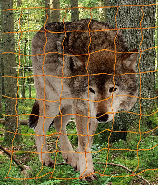 Wolfs-Abwehrnetz 145 cm hoch mit Doppelspitze, 50 m - Weidetec
