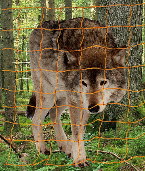 Wolfs-Abwehrnetz 145 cm hoch mit Doppelspitze, 50 m